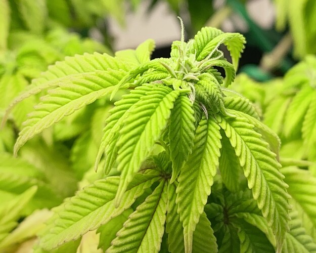 Growreport Bild 30