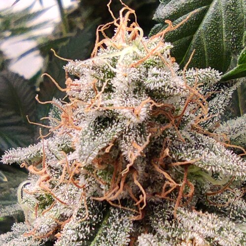 Growreport Bild 7