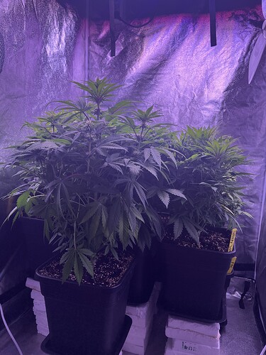 Growreport Bild 3