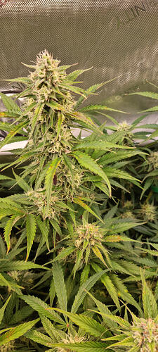Growreport Bild 30