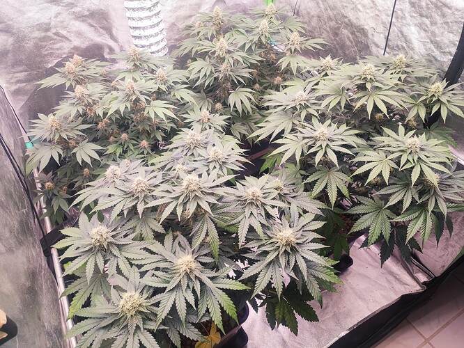 Growreport Bild 1