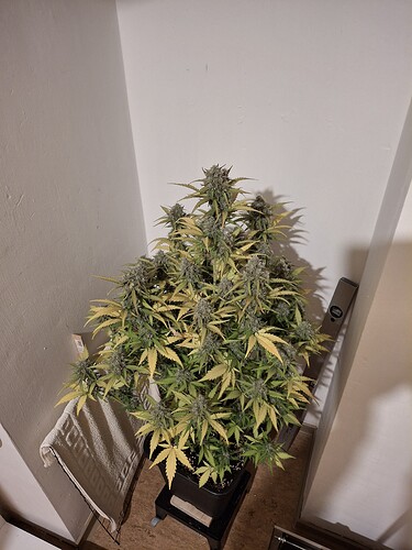 Growreport Bild 2