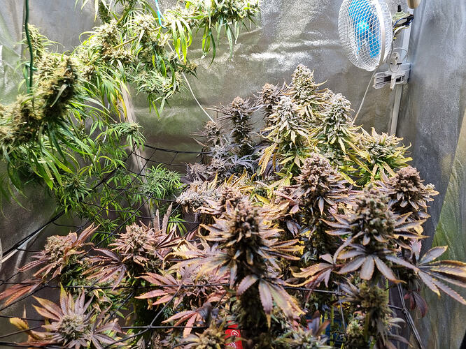 Mehrere blühende Cannabispflanzen mit dichten Blütenständen und einigen violetten Blättern, die in einem Zelt wachsen. Ein kleiner Ventilator ist oben rechts im Bild zu sehen.