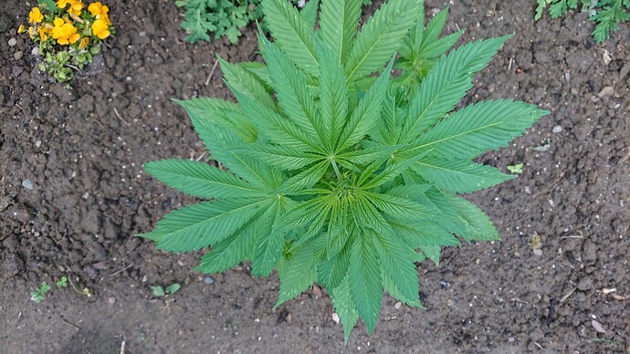 Growreport Bild 20
