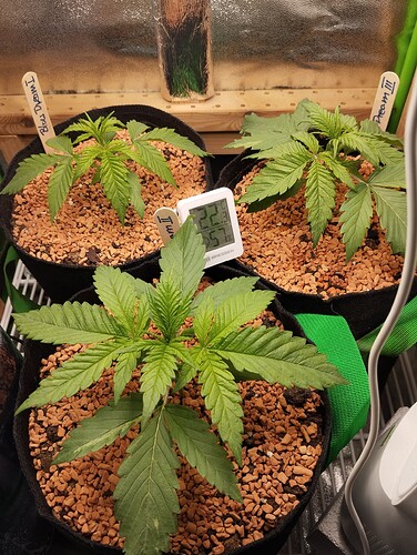 IMG_20250214_204823 - Kopie