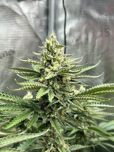 Nahaufnahme eines Cannabis-Buds in der Blütephase in einem Growzelt.