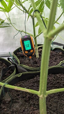 PH Wert Anfang Blüte