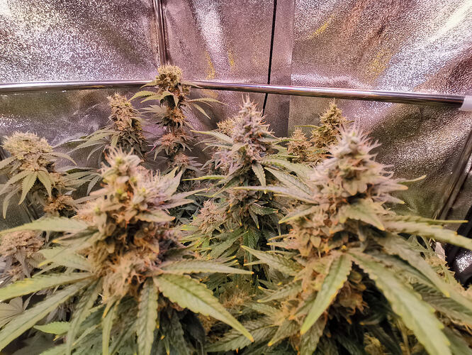 Growreport Bild 21