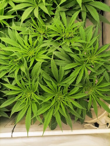 Growreport Bild 20