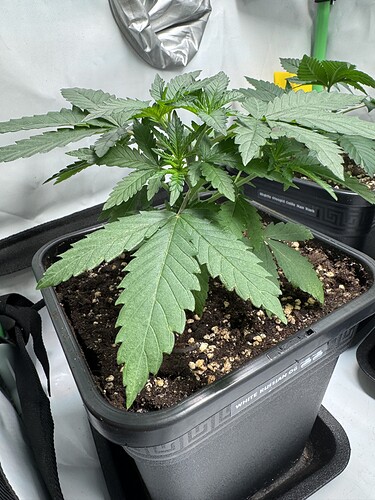 Growreport Bild 4