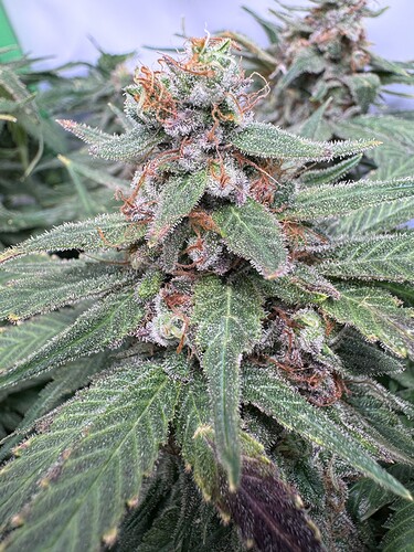 Growreport Bild 55