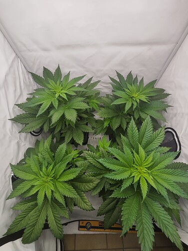 Growreport Bild 10
