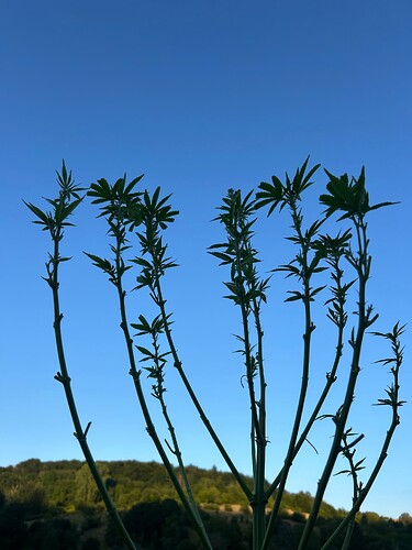 Growreport Bild 49