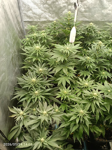Growreport Bild 15