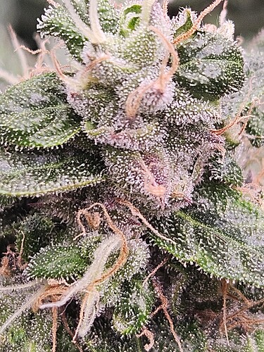Growreport Bild 4