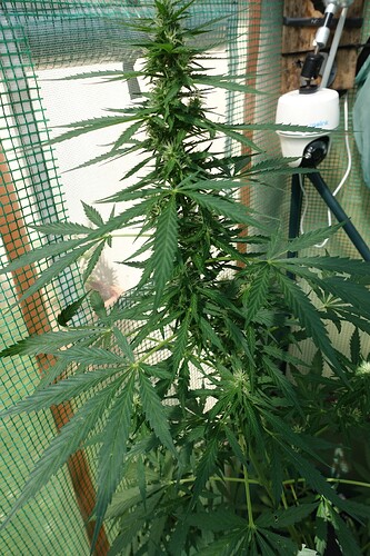 Growreport Bild 11