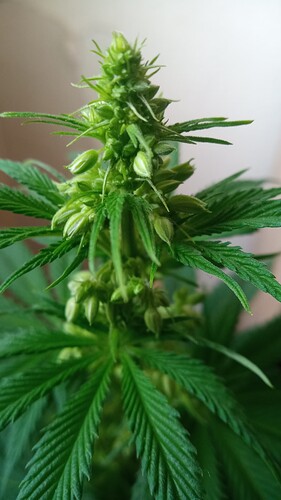 Growreport Bild 26