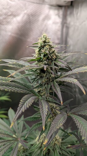 Growreport Bild 8