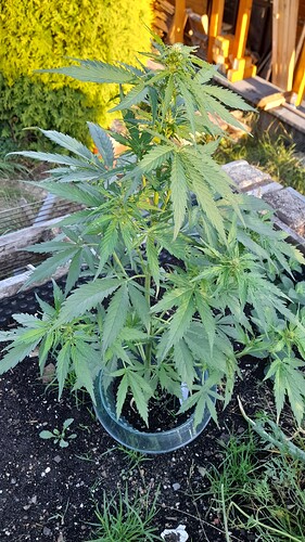 Growreport Bild 5