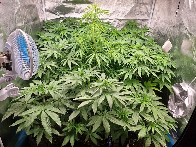 Mehrere Cannabis-Pflanzen im Wuchsstadium in einem Growzelt, beleuchtet von einer Lampe und belüftet von einem Ventilator.