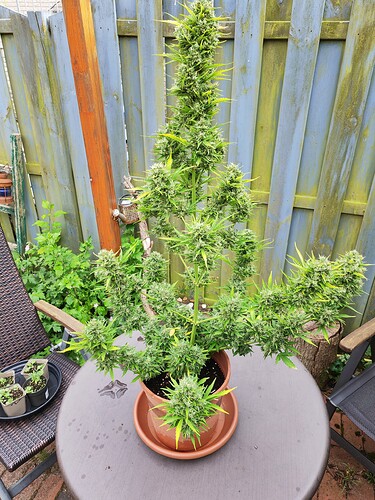 Growreport Bild 4