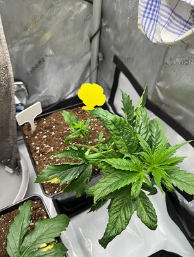 Growreport Bild 31