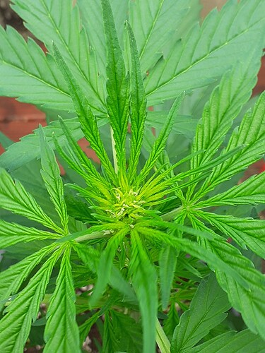 Growreport Bild 45