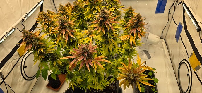 Growreport Bild 19