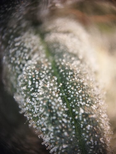 Growreport Bild 15