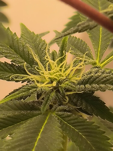 Growreport Bild 5