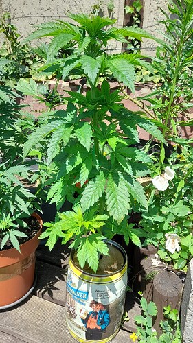 Growreport Bild 17