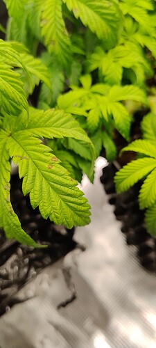 IMG_20241212_100927566