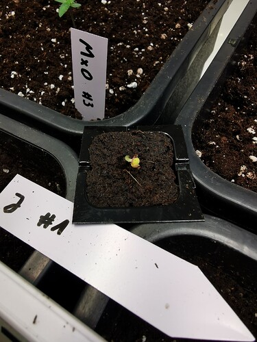 Growreport Bild 6