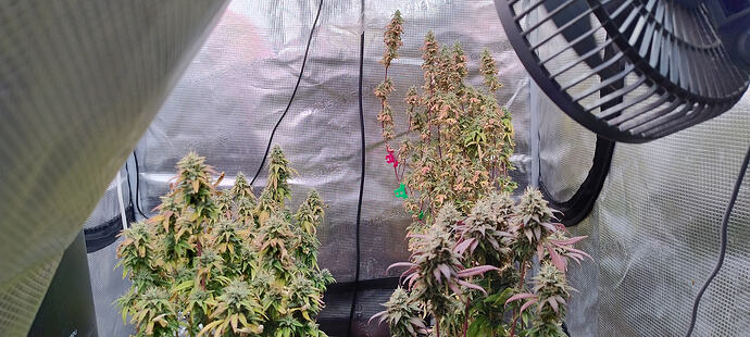 Growreport Bild 1