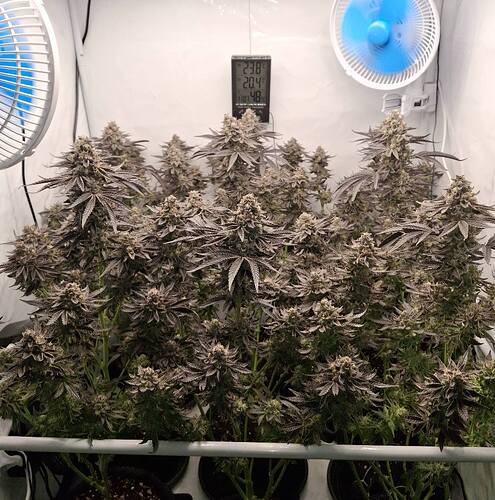 Growreport Bild 3