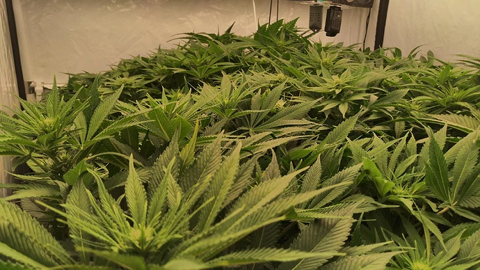 IMG_20240621_032554_HDR