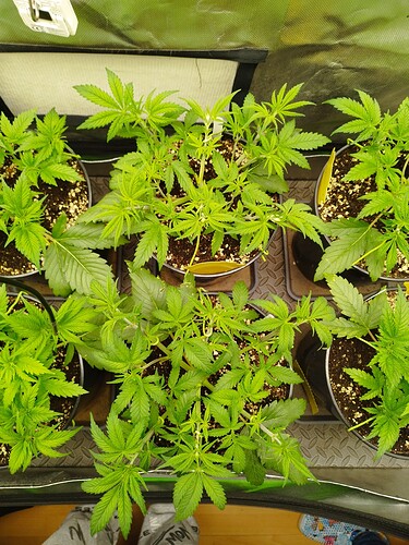 Growreport Bild 11