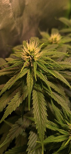 Growreport Bild 7