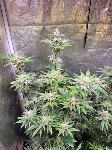 Growreport Bild 1