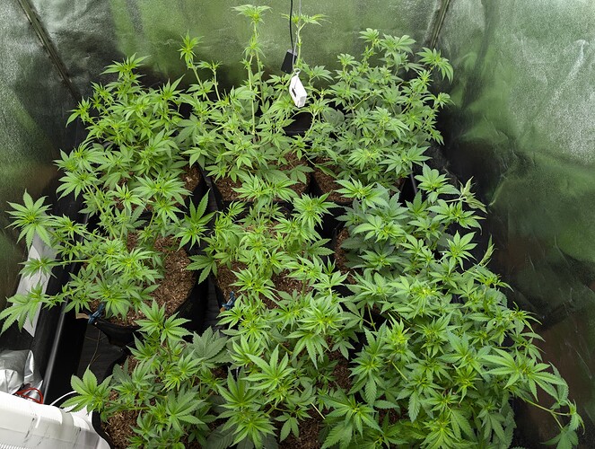 Growreport Bild 6