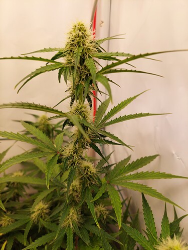 Growreport Bild 4