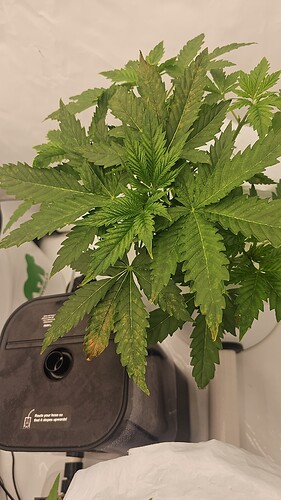 Growreport Bild 43