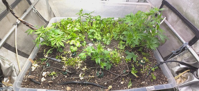 Growreport Bild 3