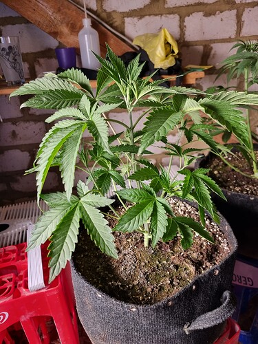Eine junge Cannabispflanze in einem Vliesstofftopf, die sich im Wuchs befindet. Die Pflanze hat mehrere Verzweigungen und breite, gezackte Blätter.