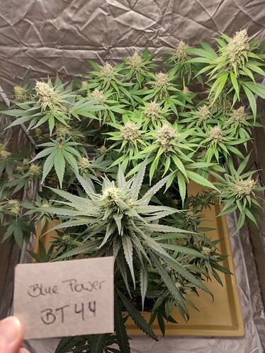 Growreport Bild 16