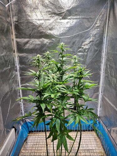 Eine junge Cannabispflanze in der Blütephase, die in einem Zelt wächst. Sie hat mehrere verzweigte Stiele mit grünen Blättern und beginnenden Blütenansätzen.