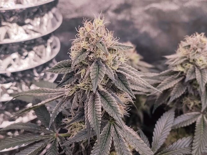Growreport Bild 135