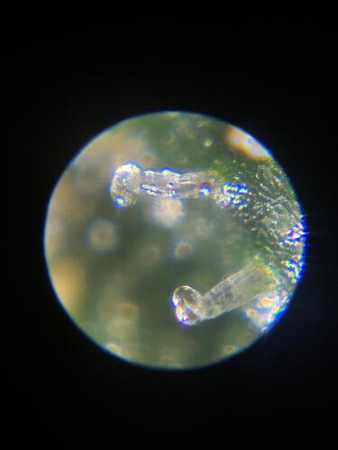 Growreport Bild 8