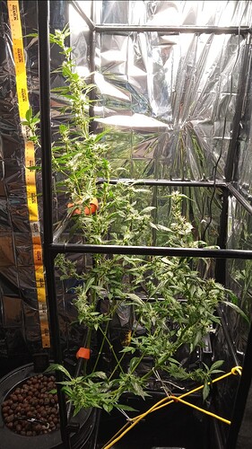 Growreport Bild 1