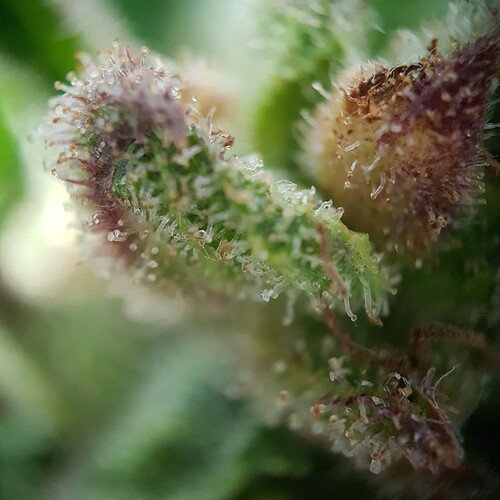 Growreport Bild 3